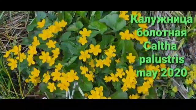 Ядовитые растения. Калужница болотная- #caltha palustris #Poisonousplant смотреть онлайн