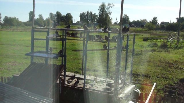 николаевские голуби линька голубей