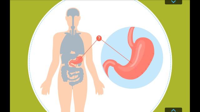 Человеческое Тело | Строение Тела | Мультик Для Детей