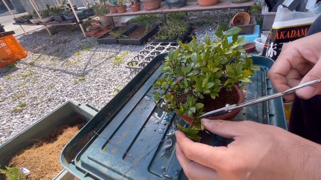 クチナシ（梔子）の植え替え、消毒、剪定、葉刈り。gardenia Jasminoides