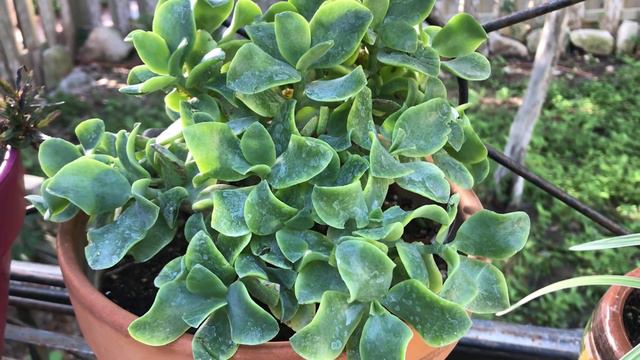 Crassula Arborescens Undulatifolia Ripple Jade Plant