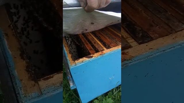 Пасека Лаврова. Провели осеннюю ревизию пчелосемей. смотреть онлайн