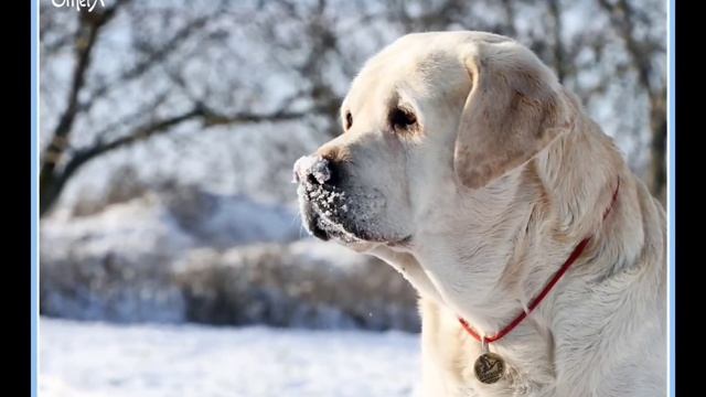 ??? Фотошкола: как сфотографировать собаку красиво на улице? смотреть онлайн