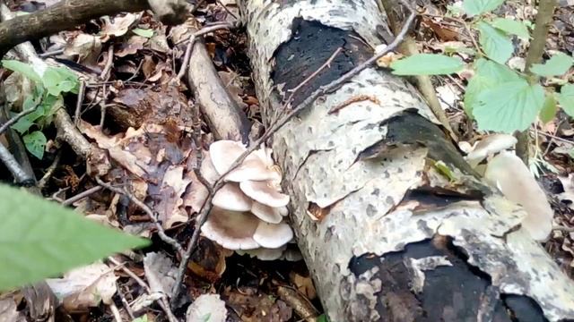 Грибы в Подмосковье 10 мая 2019 смотреть онлайн