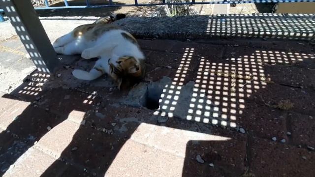 Быстро мяукают только кошки в Гиват аМоре. Афула, Израиль. смотреть онлайн