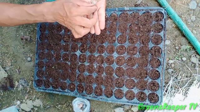 Adenium: Seed Propagation смотреть онлайн
