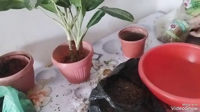 Пересадка аглонемы,как сделать пышный куст,Аглаонема Паттая Бьюти Aglaonema Pattaya Beauty смотреть онлайн