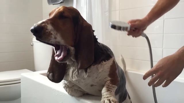 Basset Hound In The Bath!