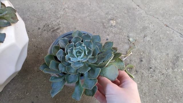 Отдаю в хорошие руки🤗, меняю коллекцию растений 🌱, делюсь дублями🌵🤩 смотреть онлайн