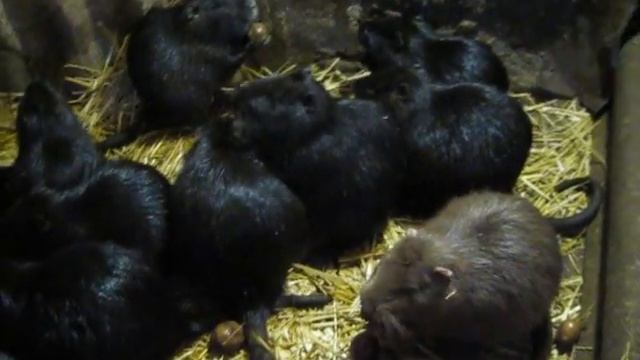 Содержание нутрий зимой смотреть онлайн