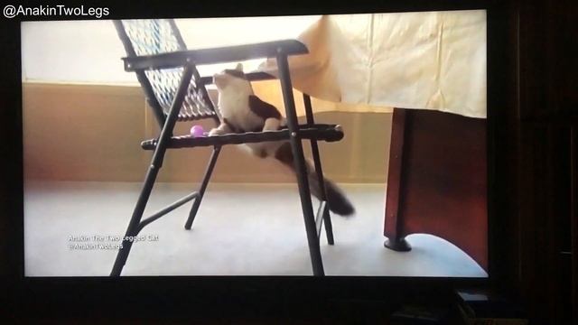 Anakin The Two Legged Cat & Mika on The Hallmark Channel's Kitten Bowl V 2018 смотреть онлайн