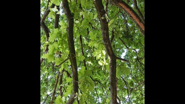 Судный день