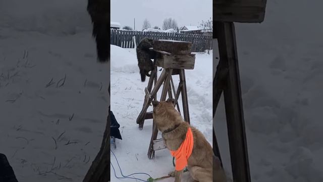 Дикая львица кошка и собака / Wild lioness cat and dog смотреть онлайн