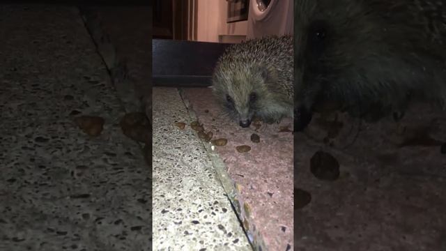 The Adventures of Spike the Hedgehog. смотреть онлайн