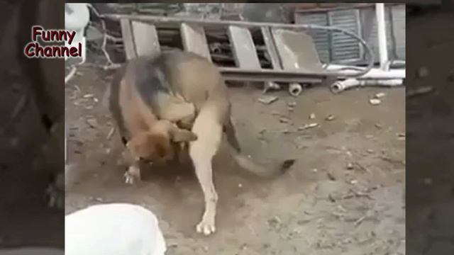Charged Dog Jokes Compilation # 9 / Заряженный Пес Подборка Приколов #9 смотреть онлайн