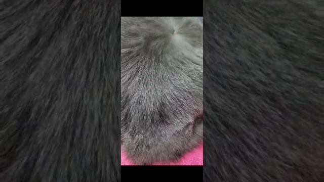 Груминг кошек. Экспресс-линька. Профессиональный подход к Вашим питомцам. смотреть онлайн