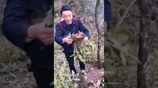 How amazing to grow orchids propagate plant fast and easy #2878 смотреть онлайн