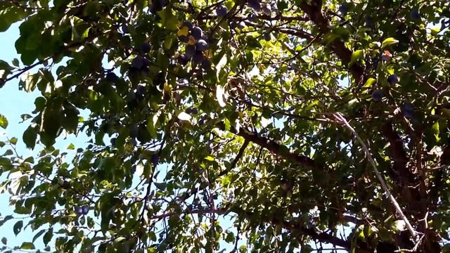 В саду созрели сливы. Plums ripened in the garden. Im Garten reiften Pflaumen. смотреть онлайн