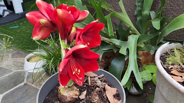 Gorgeous Red Hippeastrum Amaryllis Blooming in 75 seconds!! 🌺🌹⚘️🌸☀️🌤🌬 смотреть онлайн