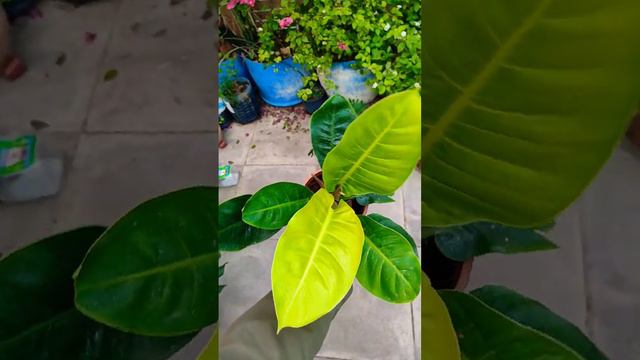 philodendron moonlight 🌙 #houseplants #aroid смотреть онлайн