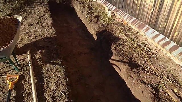 Посадка голубики и ошибки при посадке смотреть онлайн