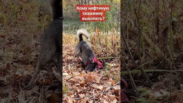 Копаем #колодцы, #погреба, нефтяные #скважины!!! Быстро,качественно, но дорого!!! смотреть онлайн