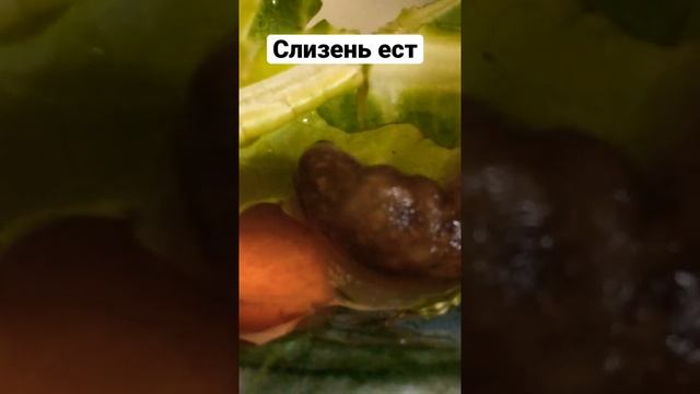 Слизень ест огурец смотреть онлайн