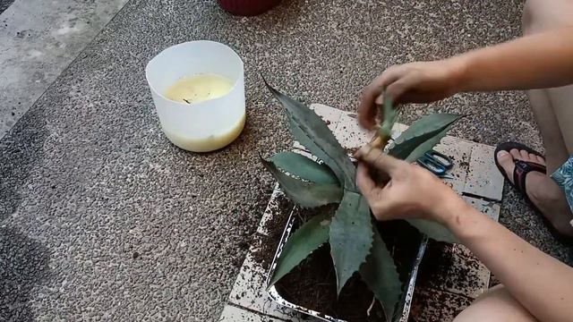 Potting the newly bought Agave Americana Blue from Quezon Memorial Circle смотреть онлайн