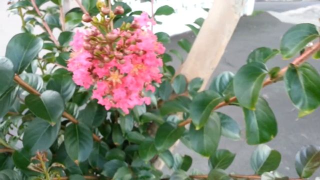 Liliac Indian Lagerstroemia Indica HD 07