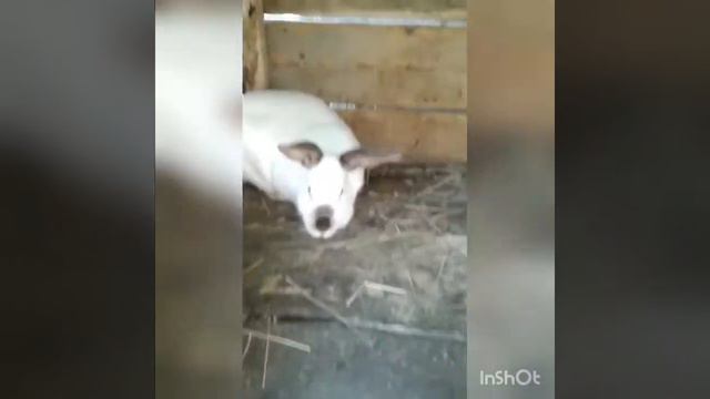 Кролики/ Родила крольчиха смотреть онлайн