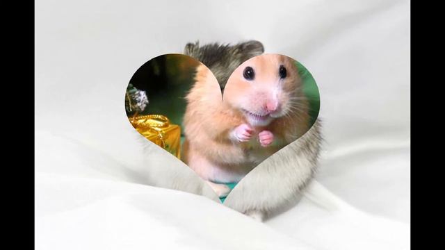 Хомячки. Приятного просмотра! смотреть онлайн