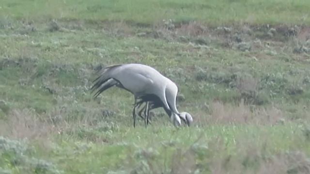Журавль "Красавка" (на берегу реки "Аксай Курмоярский") смотреть онлайн