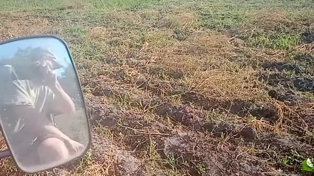 @Ivann1999 Мототрактор в роботі. Згрібання зілля на рядках картоплі. смотреть онлайн