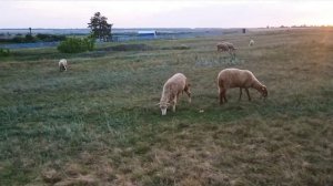 Разведение овец как бизнес | Переход на Эдильбаевскую породу овец | Овцеводство