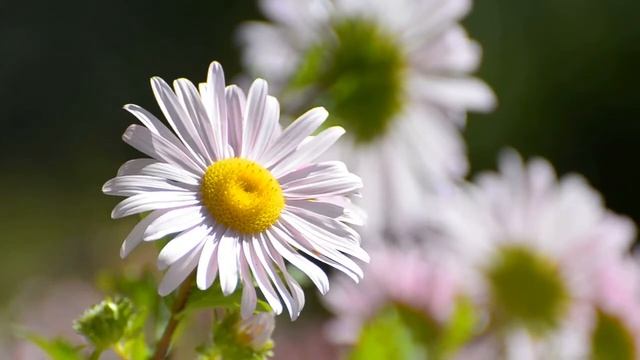 "Распустились ромашки на поле" Стих-автор неизвестен смотреть онлайн