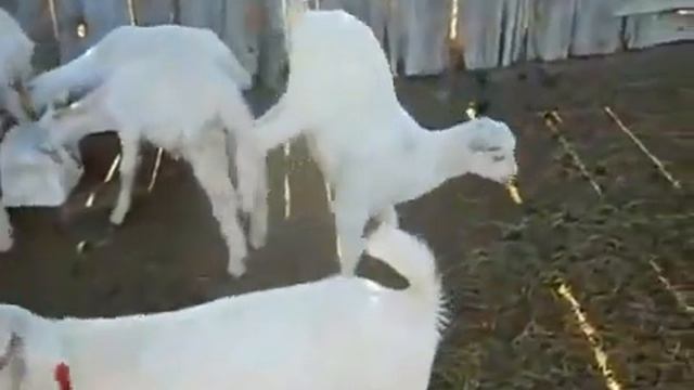 Странный козлёнок. смотреть онлайн