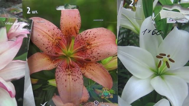 Кальциевая селитра. смотреть онлайн