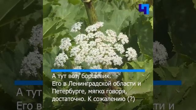 Офисную бумагу предлагают производить из борщевика смотреть онлайн
