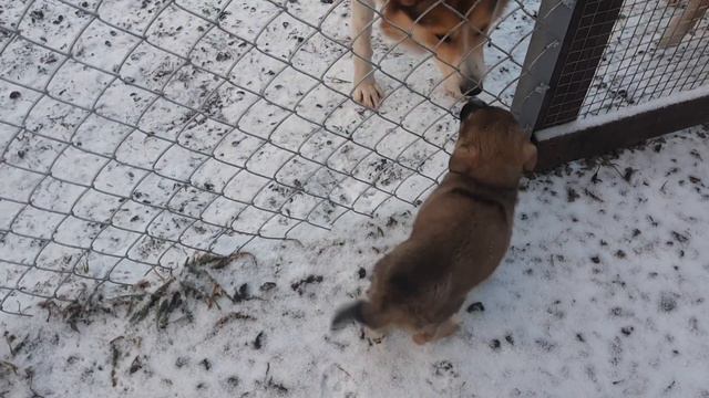 Спасённый пёс танцует за еду смотреть онлайн