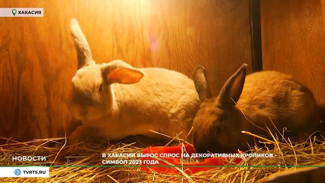 Пожалейте кролика: что грозит символу наступающего года смотреть онлайн