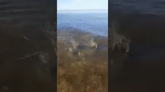 Волк бегает на раскатах смотреть онлайн