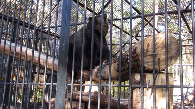 Бурые медведи Алтай и Тоя. 10.10.19 г. смотреть онлайн