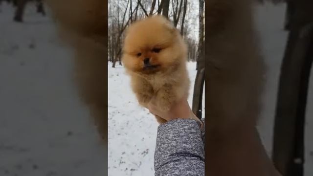 Мальчик мини померанский шпиц,рост в холке до 21 см смотреть онлайн