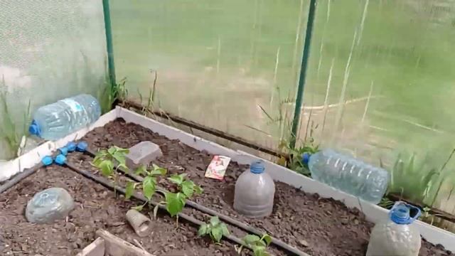 Мой выбор сортов арбузов на 2022 для теплицы смотреть онлайн