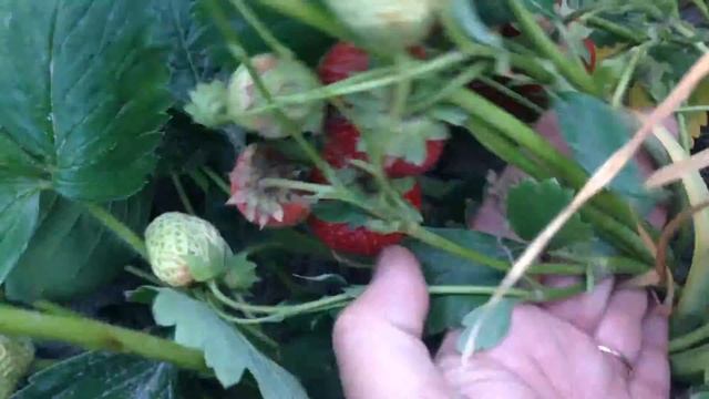 Еще о клубнике Корона и землеклуника Купчиха смотреть онлайн