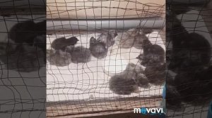 #Вывод цыплят Синь Синь Дянь в инкубаторе#????