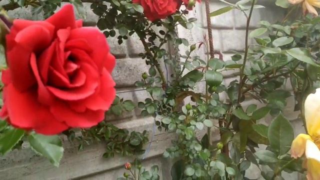 Плюсы и минусы плетистых роз моего сада - часть 2. смотреть онлайн