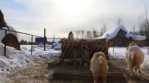 В КАКОМ ВОЗРАСТЕ ПОКРЫВАТЬ КОЗУ? Деревенская жизнь