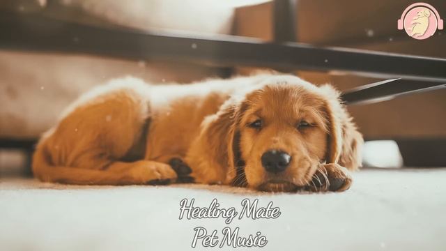 강아지가 좋아하는 음악💖🎵강아지 수면 음악 20시간🐶💖강아지 분리불안 해소 피아노 음악🎵💖집에 혼자있는 강아지의 스트레스 해소음악🐶💖출근할때 외출할때 틀어주세요 by 힐링메이트 смотреть онлайн