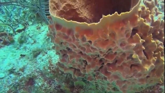 Подводный мир . Ностальгия по морю. Барракуды, Крылатки, Акулы. смотреть онлайн
